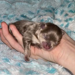 Girl 1 - Pomeranian puppy in Tulsa County, Oklahoma from CP Kennels