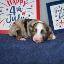 Patriot - Blue merle male Miniature Australian Shepherd puppy in Kissee Mills, Missouri from Clinkenbeard Kennel