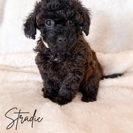 Bagel - Sable male Poodle puppy in Kula, Hawaii from Toy Poodle & Maltipoo Maui