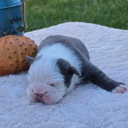 Hazel - Blue tri-color female Bulldog puppy in Hopkins, Missouri from Mowry Creek Mini Aussiedoodles and More