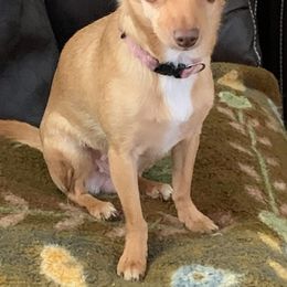 Chihuahuas from Berna's Chihuahuas