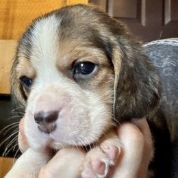 Green - Black tan and white male Beagle puppy in Viper, Kentucky from Mountain Top