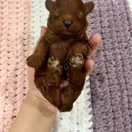 Dakota - Red  male Poodle puppy in Port Arthur, Texas from Perfect Paw Kennel