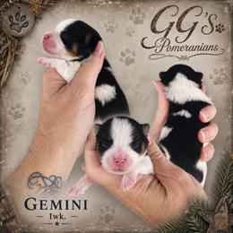 Gemini - Black parti male Pomeranian puppy in Oologah, Oklahoma from GG's Pomeranians