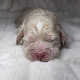 Peter Pan - Buff and white male Cockapoo puppy in Cleveland, Georgia from Jam's Doodles And Poodles