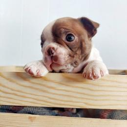 Australian Shepherd and Boston Terrier Puppies from Boston Tea Party Terriers