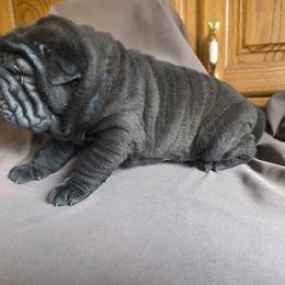 Spidey - Black sable male Chinese Shar-Pei puppy in Ste. Marie, Illinois from JoShel’s Silver Lined Wrinkles and Tails