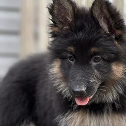 German Shepherds from Shepherd Country Farm and Kennels
