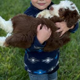 Buckaroo - Red tri-color male Aussiedoodle puppy in Ohio from Holley Doodles