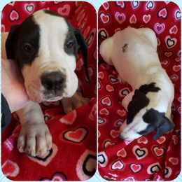 Great Dane Puppies from HCC Great Danes