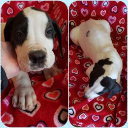 Great Dane Puppies from HCC Great Danes