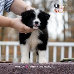 PAMELOR - Black and white female Border Collie puppy in Bryantown, Maryland from Bellaclan Border Collies