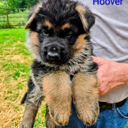 Hoover - Black and red male German Shepherd puppy in Noel, Missouri from Wondar Shepherds