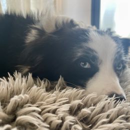 Miniature Australian Shepherd and Toy Australian Shepherd All Grown Up from Natural Life Ranch