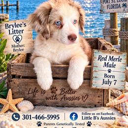 Castle - Red merle male Miniature Australian Shepherd puppy in Port Saint Lucie, Florida from Charlene Brannon's Mini Australian Shepherds