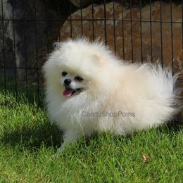 Bingsu - Pomeranian