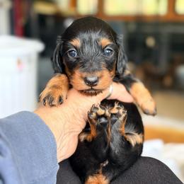 Black and Tan Female 2 - Black and tan female Dachshund puppy in Medina, Ohio from STORIED DOXIES