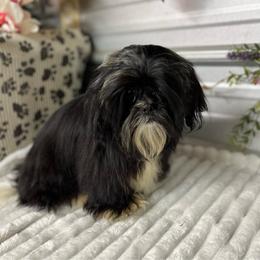 AKC Nick - Black male Shih Tzu puppy in Elgin, South Carolina from Silver Bells Paw Prints