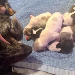 Dachshund Puppies from Doodle Bugs Doxies