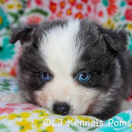 Gelato - Blue female Pomsky puppy in Centerville, Iowa from LJ Kennels Pomskies, LLC