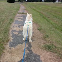 Melania - White female Alaskan Malamute puppy in Louisburg, North Carolina from Rockin' Maples Malamutes
