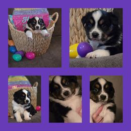 Miniature Australian Shepherd Puppies from AMY DRAKE