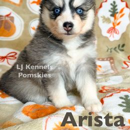 Arista - Gray and white female Pomsky puppy in Centerville, Iowa from LJ Kennels Pomskies, LLC