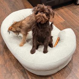 Brussels Griffon and French Bulldog All Grown Up from Team Grubb Frenchies / Grubb's Grumpy Griffs