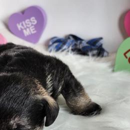Miniature Schnauzer Puppies from Weiland's Ruby