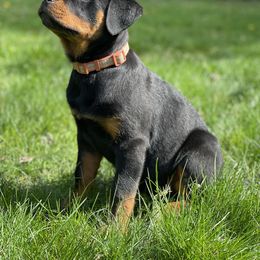 Rottweiler Puppies from Vom Hause Stan