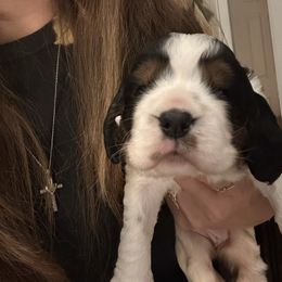 Star - Black and white female English Springer Spaniel puppy in Waynesburg, Pennsylvania from Krysak’s Springer Spaniels