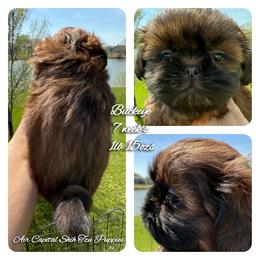 Valentino - Red male Shih Tzu puppy in Maize, Kansas from Air Capital Shih Tzu Puppies