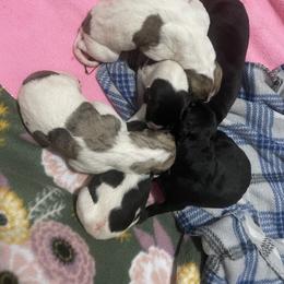 Golden Retriever and Greyhound Puppies from K and E Kennels