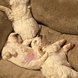 Bichon Frises from Bonnie Maes' Bichon Frise Puppies