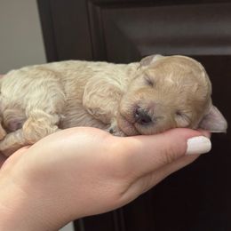Ginger - Cream female Poodle puppy in Haines City, Florida from Noelle Poodles