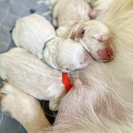 Golden Retriever and Pembroke Welsh Corgi Puppies from Rose n’ Thistle Farm