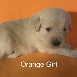 Orange Girl - Golden female Golden Retriever puppy in Sarasota, Florida from Chevaline Goldens