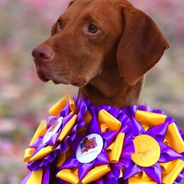 Vizsla All Grown Up from CMF Vizslas