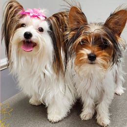 Yorkshire Terriers from Jamie's Yorkshire Terriers