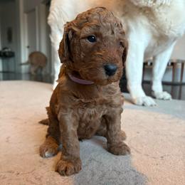 Purple - Red  female Goldendoodle puppy in Buda, Texas from Anita’s Doodles