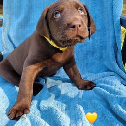 Mr Yellow - Chocolate male Labrador Retriever puppy in Deary, Idaho from Sunset Pines Labradors