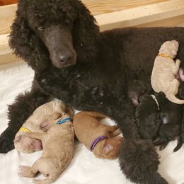 Poodle Puppies from Deborah Busch Poodles
