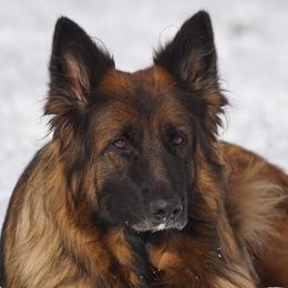 Xena - German Shepherd