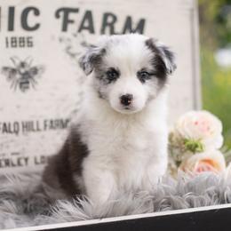 Lune - Blue merle male Border Collie puppy in Conway, Missouri from 2J 2K Border Collies | Maremma Sheepdogs
