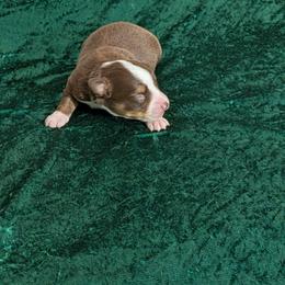 Ruby - Red tri female Miniature Australian Shepherd puppy in Lufkin, Texas from Texas Lil Cowdogs