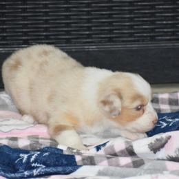 Oriana - Red merle female Australian Shepherd puppy in Jameson, Missouri from Sky Creek