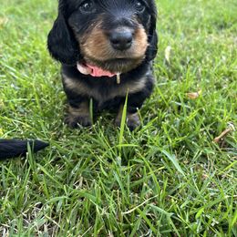 Girl 1 Pink Collar - Black and tan female Dachshund puppy in Stevensville, Montana from LynnHaven Ranch Dachshunds