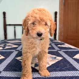 Eliza Hamilton - Apricot female Poodle puppy in Fairfield, North Carolina from Leaning T Ranch