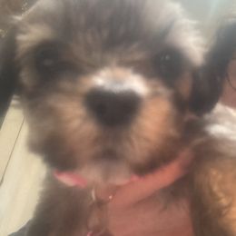 AKC Girl 3 Hot punk collar - Cream female Lhasa Apso puppy in Chico, California from Lhasa Apsos of northern Ca . Biewer terriers of northern California