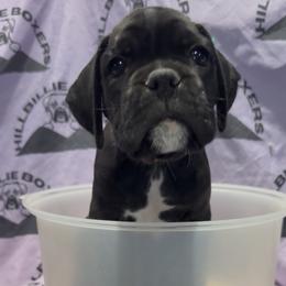 Rio - Brindle female Boxer puppy in Taft, Tennessee from Hillbillie Boxers